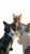 Beach Cats Carnival Vinyl Car Decal Sticker – Waterproof & UV-Resistant 4.8533333333333335"