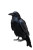 Black Raven Perched V3 Vinyl Car Decal Sticker – Waterproof & UV-Resistant 4.4
