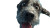 Underwater Joyful Dog Vinyl Car Decal Sticker – Waterproof & UV-Resistant 5.4