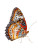 Vibrant Butterfly Macro V2 Vinyl Car Decal Sticker – Waterproof & UV-Resistant 8.213333333333333"