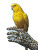 Yellow Parrot Portrait Vinyl Car Decal Sticker – Waterproof & UV-Resistant 4.1066666666666665"