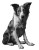 Adorable Border Collie V2 Vinyl Car Decal Sticker – Waterproof & UV-Resistant 8.32"