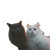 Cats Taking Selfie V32 Vinyl Car Decal Sticker – Waterproof & UV-Resistant 6.826666666666667"