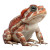 Realistic Toad Vinyl Car Decal Sticker – Waterproof & UV-Resistant 6.826666666666667"