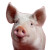 Pig V18 Vinyl Car Decal Sticker – Waterproof & UV-Resistant 3.4133333333333336"