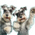 Mini Schnauzers Waving Vinyl Car Decal Sticker – Waterproof & UV-Resistant 3.4133333333333336"