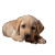 Sad Labrador Puppy V2 Vinyl Car Decal Sticker – Waterproof & UV-Resistant 3.4133333333333336"