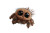 Friendly Fluffy Spider Vinyl Car Decal Sticker – Waterproof & UV-Resistant 5.97333333333333