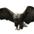 Powerful Aggressive Eagle Vinyl Car Decal Sticker – Waterproof & UV-Resistant 6.826666666666667"