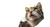 Curious Cat V5 Vinyl Car Decal Sticker – Waterproof & UV-Resistant 5.4