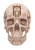 Retro Robot Skull Vinyl Car Decal Sticker – Waterproof & UV-Resistant 4.373333333333333"