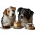 Dogs Eating Cake Vinyl Car Decal Sticker – Waterproof & UV-Resistant 3.4133333333333336"