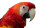 Scarlet Macaw Close-Up Vinyl Car Decal Sticker – Waterproof & UV-Resistant 5.4
