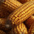 Yellow Corn Cobs Vinyl Car Decal Sticker – Waterproof & UV-Resistant 3.4133333333333336"
