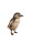 Miniature Penguin Chick Vinyl Car Decal Sticker – Waterproof & UV-Resistant 9.706666666666667"
