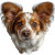 Cute Dog Face Vinyl Car Decal Sticker – Waterproof & UV-Resistant 3.4133333333333336"