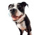 Happy Pitbull Yacht Vinyl Car Decal Sticker – Waterproof & UV-Resistant 6.826666666666667"