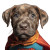 Puppy Superhero Vinyl Car Decal Sticker – Waterproof & UV-Resistant 6.826666666666667"