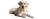 Labrador With Brush Vinyl Car Decal Sticker – Waterproof & UV-Resistant 2.2
