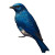 Blue Bird V4 Vinyl Car Decal Sticker – Waterproof & UV-Resistant 3.4133333333333336"