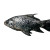 Silver Swimming Fish Vinyl Car Decal Sticker – Waterproof & UV-Resistant 3.4133333333333336"