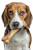 Chewing Beagle Vinyl Car Decal Sticker – Waterproof & UV-Resistant 8.96"