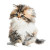 Cute Persian Kitten V2 Vinyl Car Decal Sticker – Waterproof & UV-Resistant 6.826666666666667"