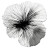 Spore Print Vinyl Car Decal Sticker – Waterproof & UV-Resistant 6.826666666666667"