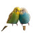Cuddling Budgies Vinyl Car Decal Sticker – Waterproof & UV-Resistant 3.4133333333333336"