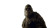 Realistic Bigfoot Closeup Vinyl Car Decal Sticker – Waterproof & UV-Resistant 5.4