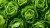 Fresh Green Lettuce V2 Vinyl Car Decal Sticker – Waterproof & UV-Resistant 5.4