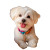 Happy Maltese Puppy Vinyl Car Decal Sticker – Waterproof & UV-Resistant 3.4133333333333336"