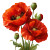 Poppy Flowers Vinyl Car Decal Sticker – Waterproof & UV-Resistant 6.826666666666667"