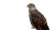 Bald Eagle Perched V2 Vinyl Car Decal Sticker – Waterproof & UV-Resistant 2.72"