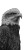 Bald Eagle Portrait V4 Vinyl Car Decal Sticker – Waterproof & UV-Resistant 4.8533333333333335"