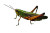 Grasshopper Close-Up Vinyl Car Decal Sticker – Waterproof & UV-Resistant 5.97333333333333