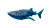 Big Whale Shark Vinyl Car Decal Sticker – Waterproof & UV-Resistant 5.4