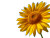 Sunflower Under Blue Sky Vinyl Car Decal Sticker – Waterproof & UV-Resistant 6.1866666666666665"