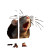 Enraged Rat Vinyl Car Decal Sticker – Waterproof & UV-Resistant 3.4133333333333336"