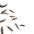 Silverfish Infestation Vinyl Car Decal Sticker – Waterproof & UV-Resistant 3.4133333333333336"