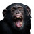 Screaming Chimpanzee V2 Vinyl Car Decal Sticker – Waterproof & UV-Resistant 3.4133333333333336"