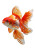Goldfish Swimming Vinyl Car Decal Sticker – Waterproof & UV-Resistant 4.373333333333333"