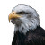 Eagle In Flight V6 Vinyl Car Decal Sticker – Waterproof & UV-Resistant 3.4133333333333336"