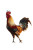 Stylish Rooster V4 Vinyl Car Decal Sticker – Waterproof & UV-Resistant 4.4