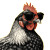 Sassy Vintage Chicken Vinyl Car Decal Sticker – Waterproof & UV-Resistant 3.4133333333333336"