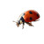 Ladybug'S Reality Vinyl Car Decal Sticker – Waterproof & UV-Resistant 6.826666666666667"