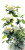Angry Jasmine Flower Vinyl Car Decal Sticker – Waterproof & UV-Resistant 5.12"