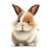 Fluffy Baby Rabbit Vinyl Car Decal Sticker – Waterproof & UV-Resistant 3.4133333333333336"