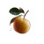 Golden Floating Apple Vinyl Car Decal Sticker – Waterproof & UV-Resistant 3.4133333333333336"