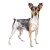 Watercolor Rat Terrier Vinyl Car Decal Sticker – Waterproof & UV-Resistant 6.826666666666667"